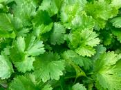 Coriander 'Cruiser'