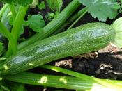 Courgette 'Cassiopee'