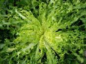Endive 'Pancalieri'