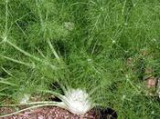 Florence Fennel Rondo 'Zefa Fino' image