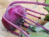 Kohl Rabi 'Azur Star' image