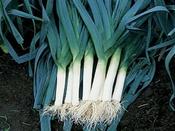 Leek 'Blue Solaise'