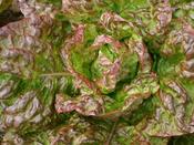 Lettuce, Butterhead 'Merveille des Quatre Saisons' image