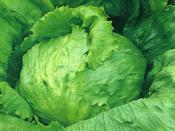 Lettuce, Iceberg 'Laibacher Eis' image