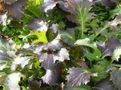 Asian Brassica, Mizuna 'Red Baron F1'