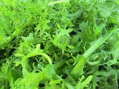 Mustard 'Green Frills' - Asian Brassica