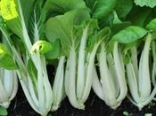 Pak Choi 'Karaoke' - Asian Brassica image
