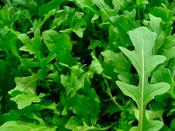 Rocket 'Victoria' - Asian Brassica Salad