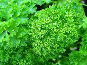 Parsley 'Bravour' image