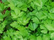 Parsley (Flat Leaf) 'Italian Giant'