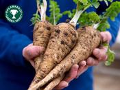 Parsnip 'Gladiator F1'