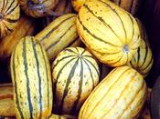 Squash 'Delicata'