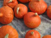 Squash 'Uchiki Kuri'