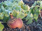 Swede 'Gowrie'