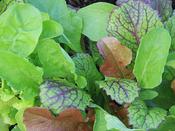 Salad Mix, Spicy And hot