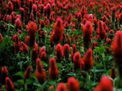Green Manure Clover 'Kardinal'