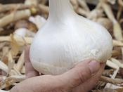 'Elephant' Garlic