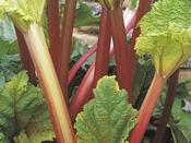 Rhubarb Crowns - Timperely Early image