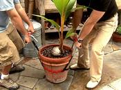 Pot Lifter