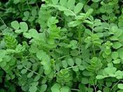 Green Manure 'Winter Vetch' (Tares)
