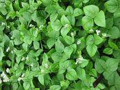 Green Manure 'Buckwheat'