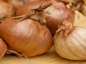 'Golden Gourmet' Shallot (Sets)