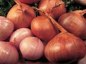 'Red Sun' Shallot Sets