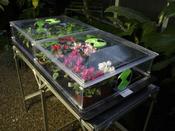 Large Vitopod Electric Propagator