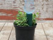 Bottle Top Watering Spike