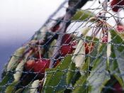 Green Bird Netting Loose Mesh- 4 m wide - 17 mm x 17 mm