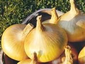 'Senshyu Yellow' Onion (Sets)