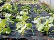 Gro Grid Planting Mat 'A' For Kale, Spinach, Strawberries