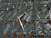 Gro Grid Planting Mat 'B' For Leeks, Beetroot, Garlic, Salads Etc
