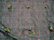 Gro Grid Planting Mat 'C' For Large Brassicas, Tomatoes &amp; Courgettes. image