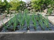 Gro Grid Planting Mat 'D' For Onions & Garlic