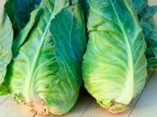 Cabbage (Summer) 'Greyhound' image