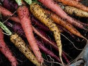 Carrot Colour Mix