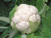 Cauliflower 'Skywalker F1'