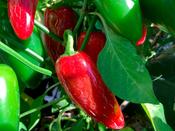 Chilli Pepper 'Jalapeno' image