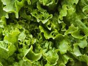 Lettuce 'Lollo Bionda'