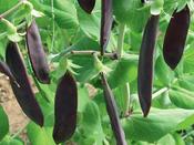 Mangetout Pea (Purple) 'Shiraz' image