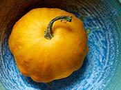Squash 'Sunburst' image
