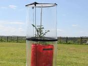 Pop Up Tomato Cloche