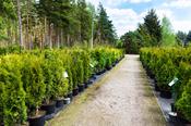 Native Irish Trees image