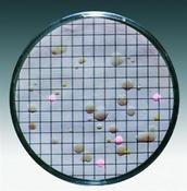Nutrient Pads. Diam: 50 mm. Pore Size 0.45 µm. Azide for Enterococci image