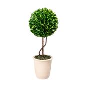 Boxwood Topiary Tall