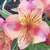 Alstroemeria
‘Moyvalley
Dancer’ image