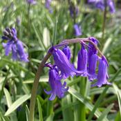 Bluebells