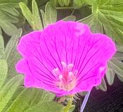 Geranium ‘Vision Pink’
