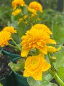 Caltha palustris
'Plena" image